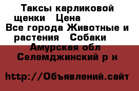 Таксы карликовой щенки › Цена ­ 20 000 - Все города Животные и растения » Собаки   . Амурская обл.,Селемджинский р-н